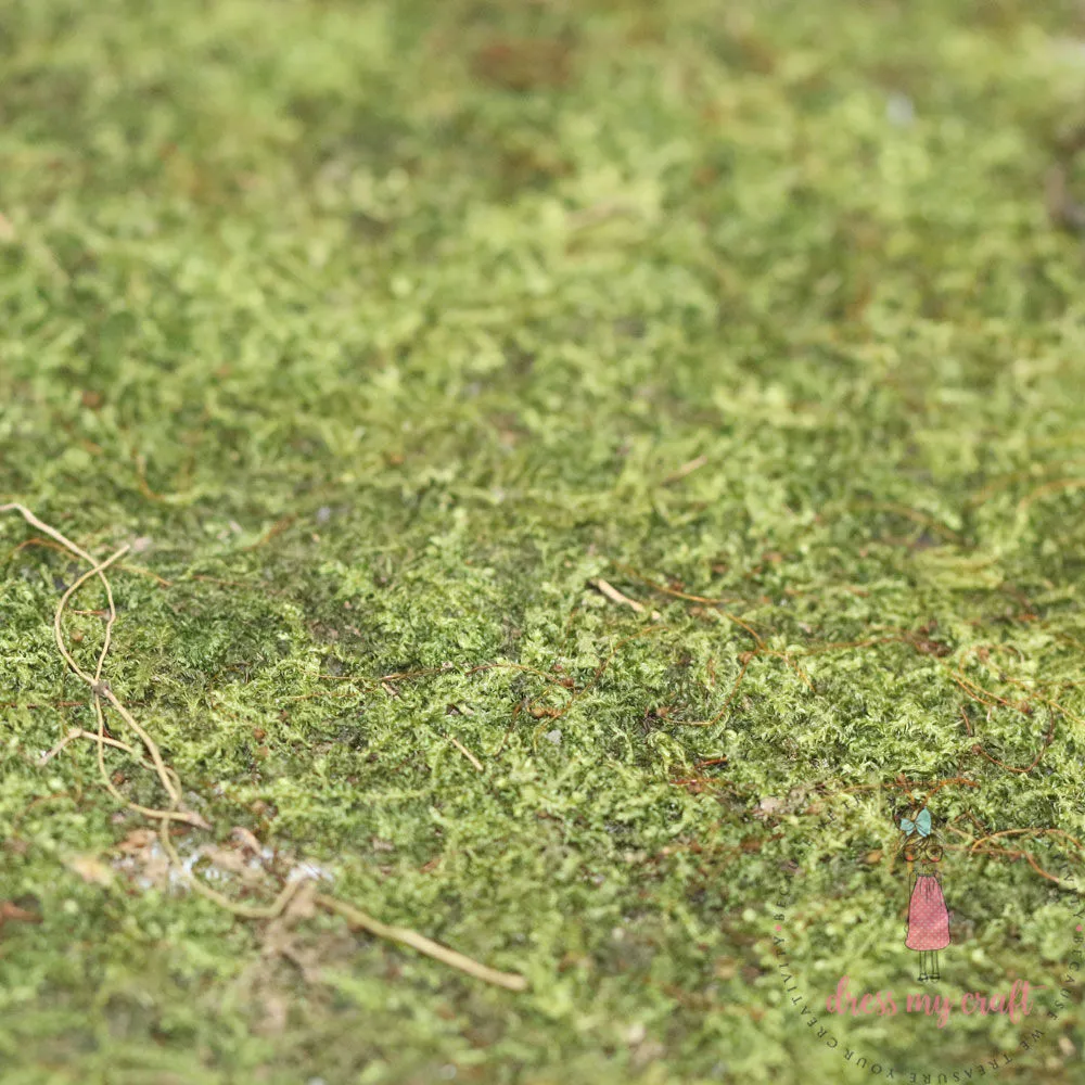 Fresh Green Moss